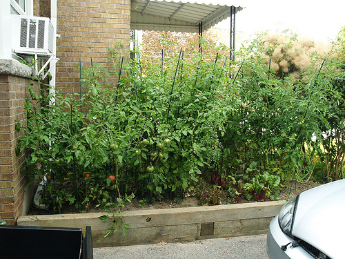 My Veggie Garden