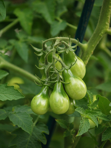 Yellow Pear heirloom tomato