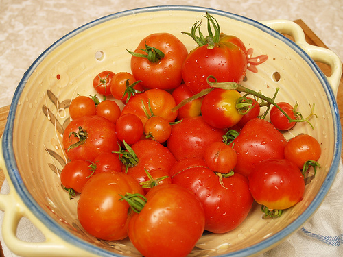 Tomatos First harvest