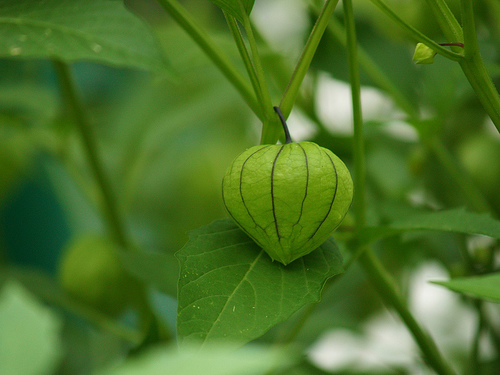 Purple Tomatillo Wee Tomatillo (Purple Heirloom)