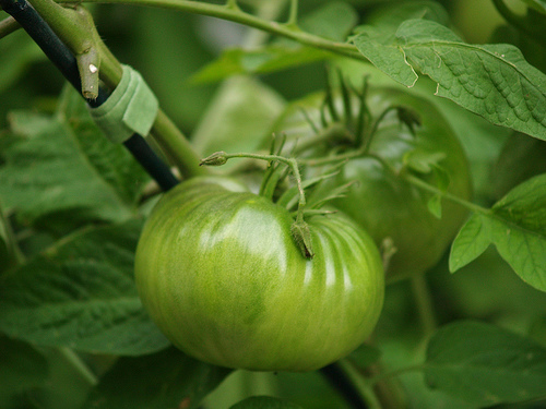 Black Sea Man tomato Green tomato