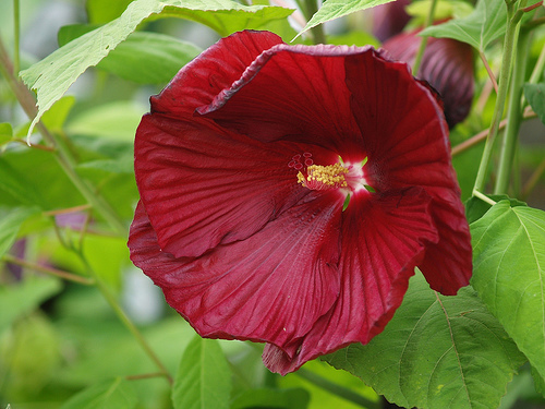 Perennial Hibiscus