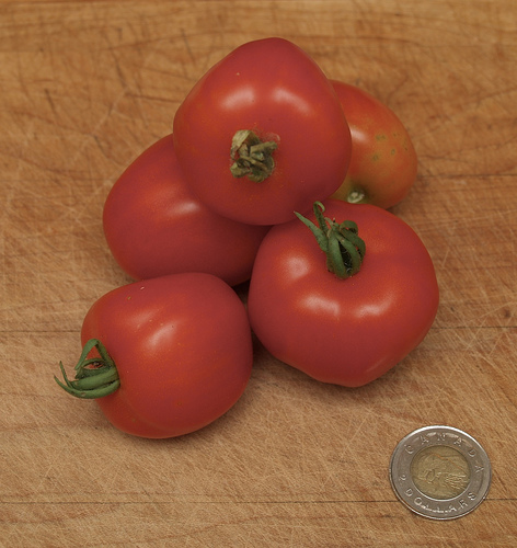 Stupice Tomatoes