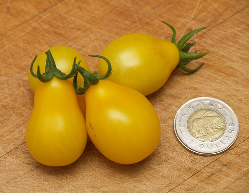 Yellow Pear Heirloom Tomatoes