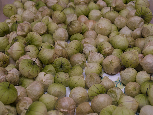 Purple heirloom tomatillos Purple Heirloom Tomatillos