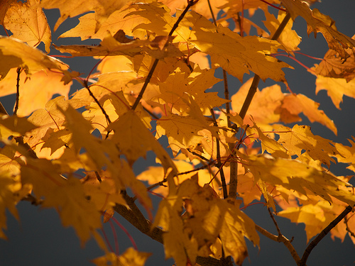 leaves Nature's last hoorah