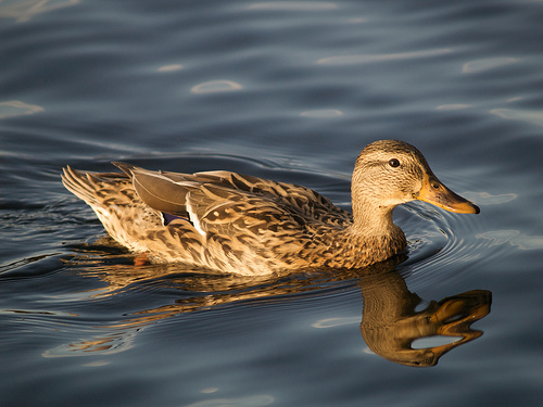Mrs. Mallard Mrs. Mallard