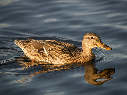 Mrs. Mallard