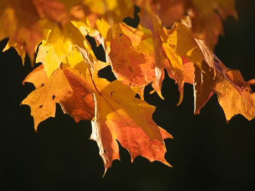 golden leaves Nature's last hoorah