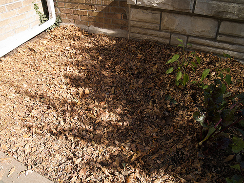 Mulched veggie patch Putting the gardens to bed