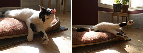 Spud chasing sunbeams Spud chasing sunbeams