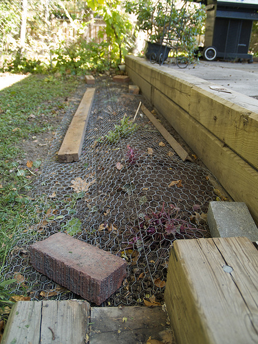 Chickenwire fortress Putting the gardens to bed