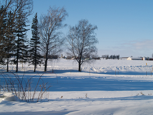 Afternoon wintery light Winter at the Farm