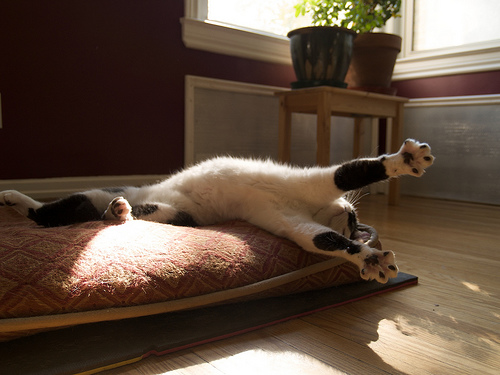 Big stretch Spud chasing sunbeams