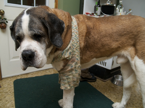 Zeus's third pair of leggings - knitted by me Zeus's Lederhosen