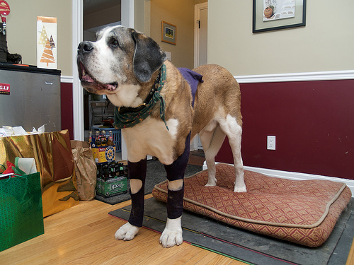 Zeus's second pair of leggings Zeus's Lederhosen