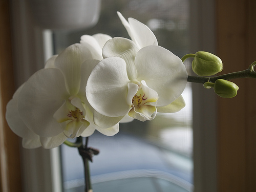 Phalaenopsis orchid from Chris Valentine Phalaenopsis