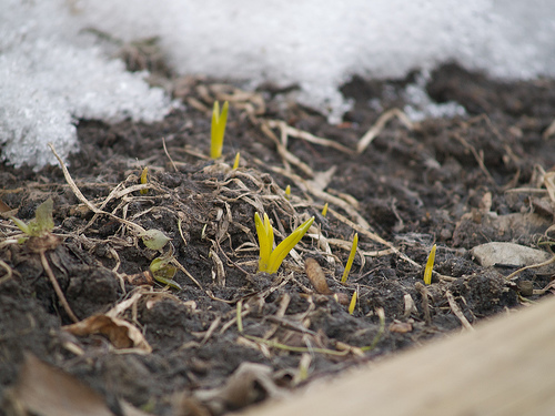 Spring sprouts