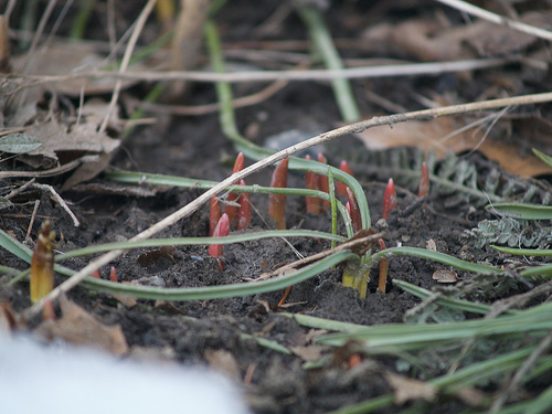 Spring sprouts