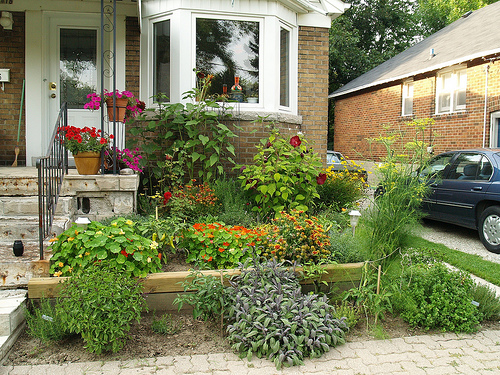 Last year's garden, mid-summer My Garden: Perennials and Herbs