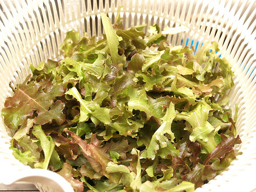 Heirloom Red Oak Leaf Lettuce