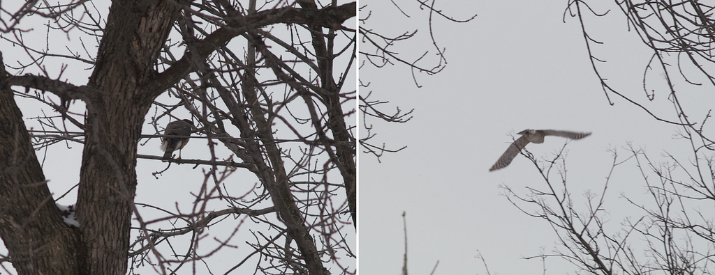 Cooper's Hawk