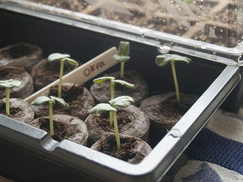 Okra seedlings Okra seedlings