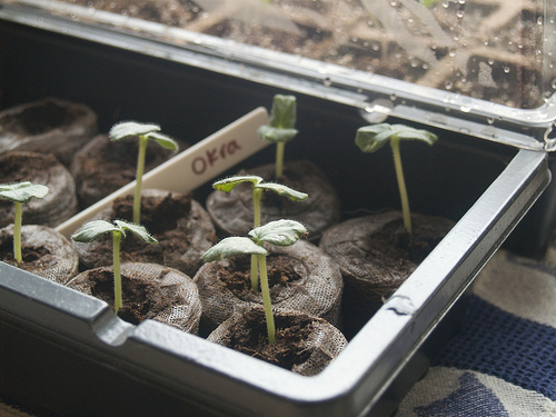 Okra seedlings