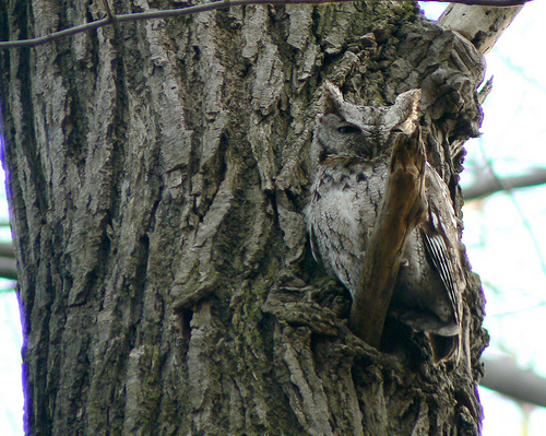 Eastern Screech Owl by Benimoto on Flickr