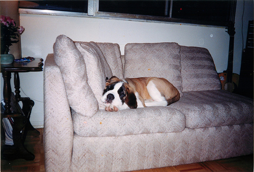 Puppy Zeus on his couch Crashed out puppy Zeus