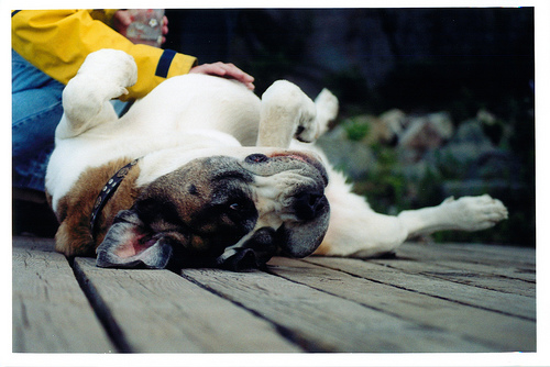 Belly rubs at the Brown's cottage Belly-rub Zeus