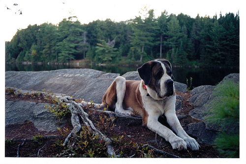 Zeus as my camping buddy in Algonquin Camping Zeus