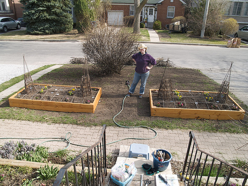 Newly planted raised beds Planting raised beds
