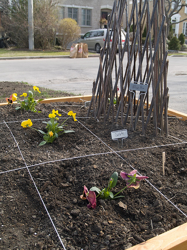 Planted beds, with pansies! Planting raised beds