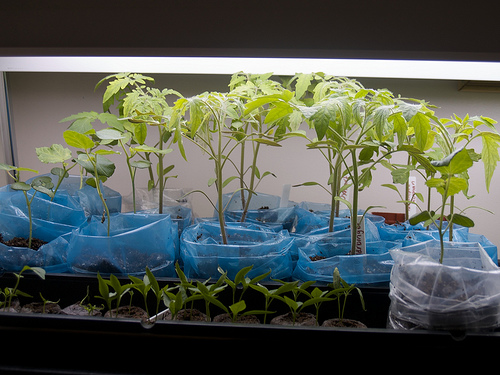 Tomato seedlings New grow lights