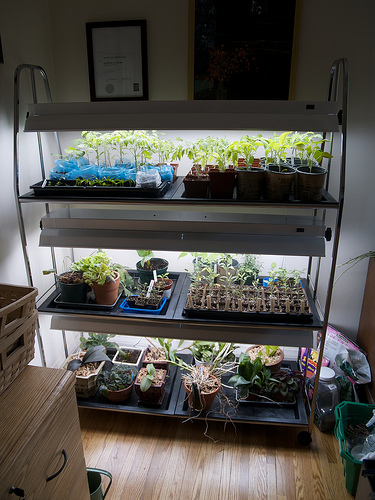 New grow lights New grow lights