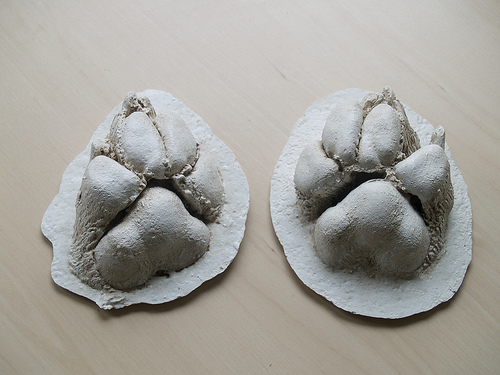 Casts of Zeus's paws Casting Zeus's paws