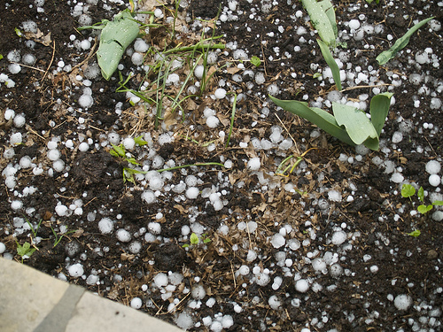 Golf ball sized hail