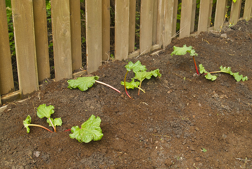 Baby rhubarb plants Baby Rhubarb