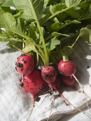 First crop to be harvested Fresh radishes