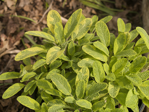 Golden Sage