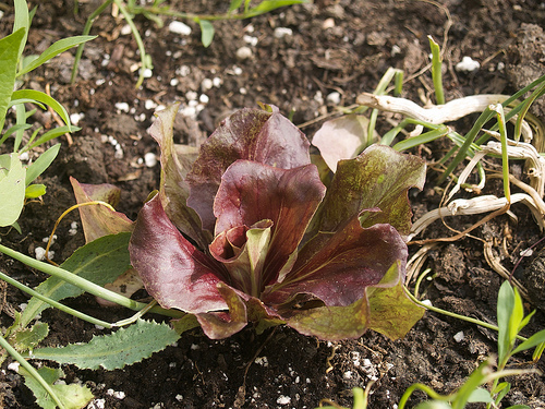 Radicchio Radicchio