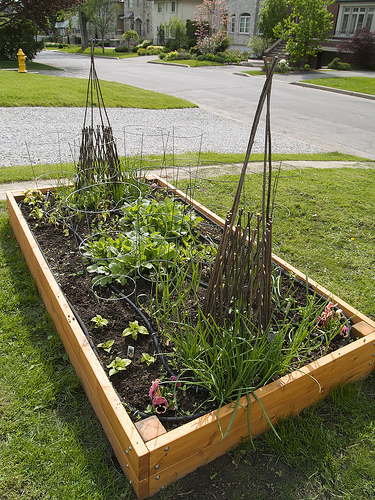 Raised bed, end of May My May Garden