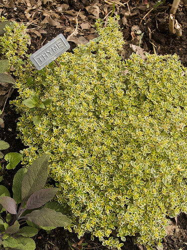 Lemon thyme Lemon Thyme
