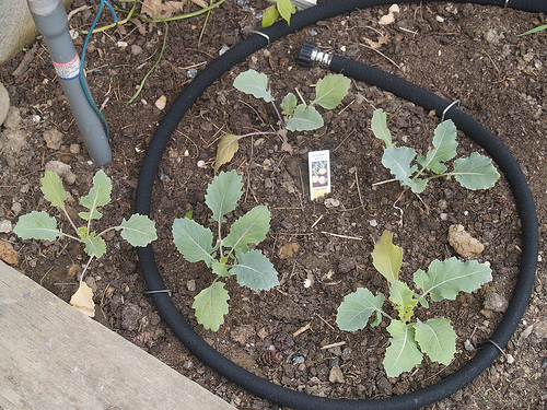 Kohlrabi plantlings Kohlrabi