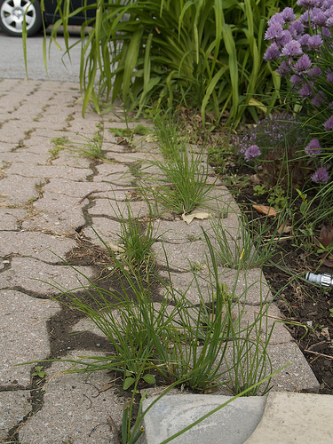 Weeds making homes in the patio stones The Weeds