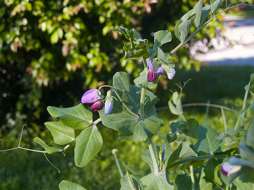 Capuchijners Pea Flowers