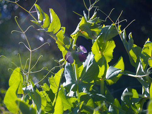 Capuchijners Pea Flowers