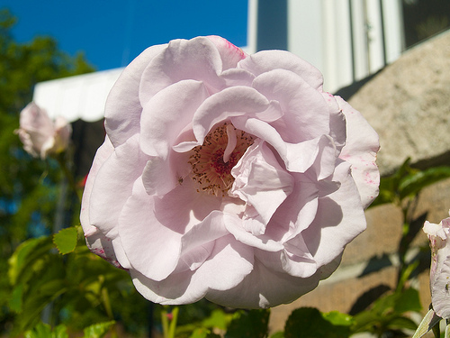 Dusty pink rose, rescued two years ago from Home Depot's clearance bin Pink rose
