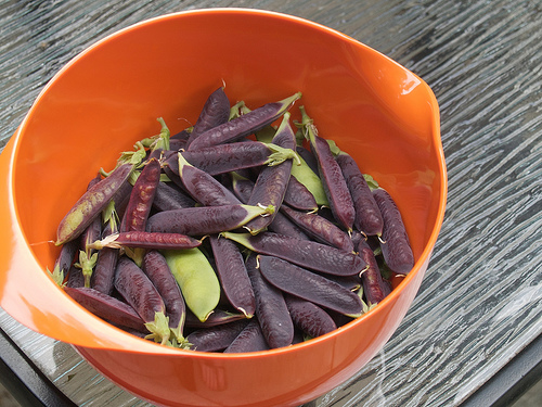 Capuchijners Blue Pea Capuchijners Peas